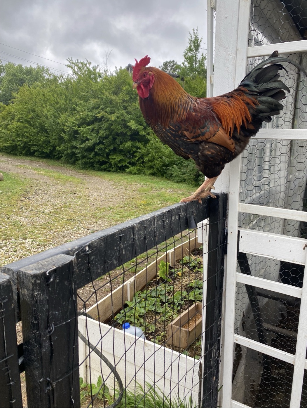 Colorful rooster perched beside the chicken coop at Liticia's farm