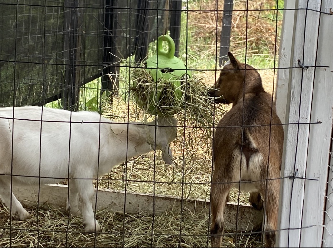 Goats sharing hay in their shelter