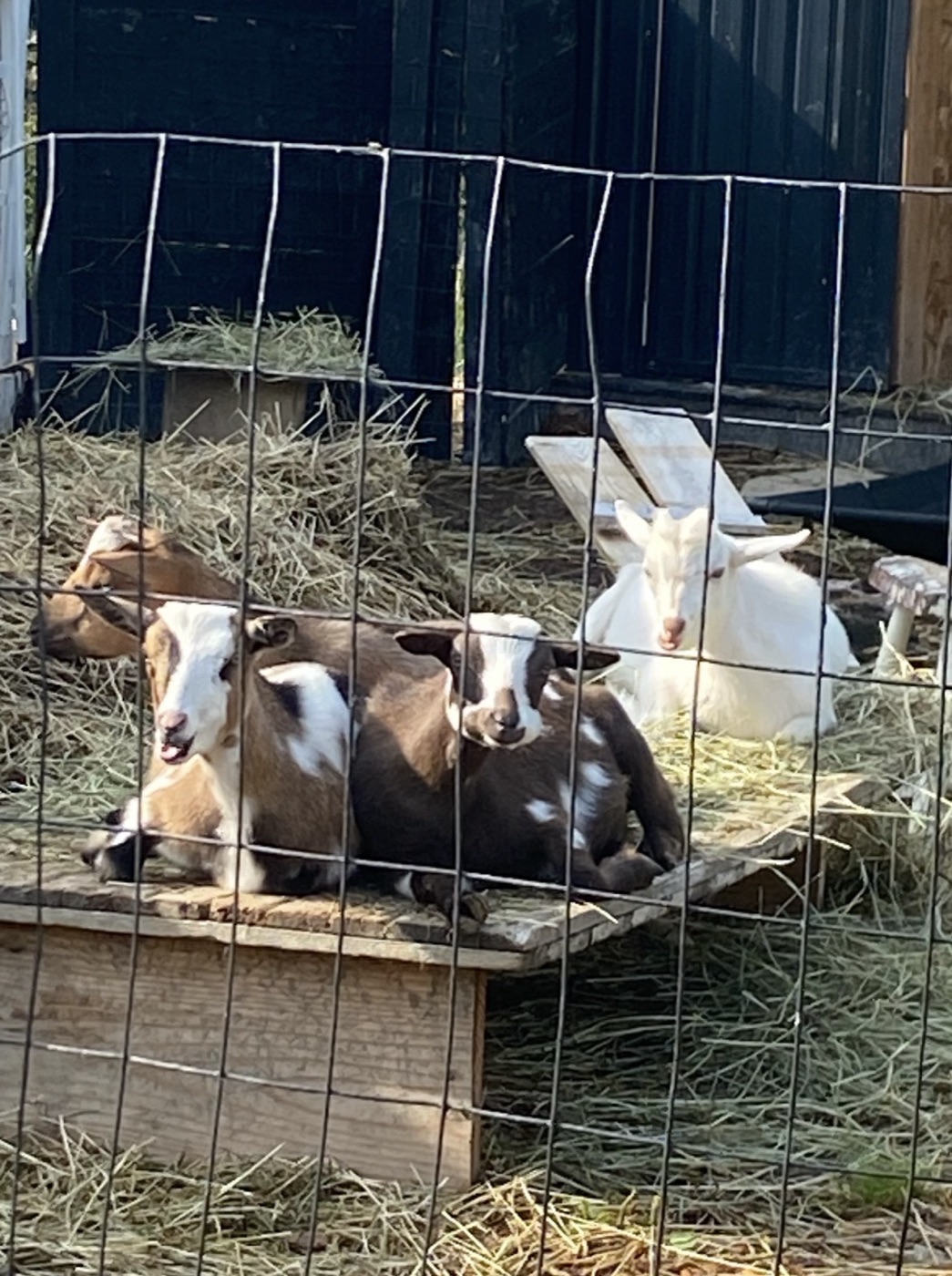 Young goats resting together at Liticia's farm