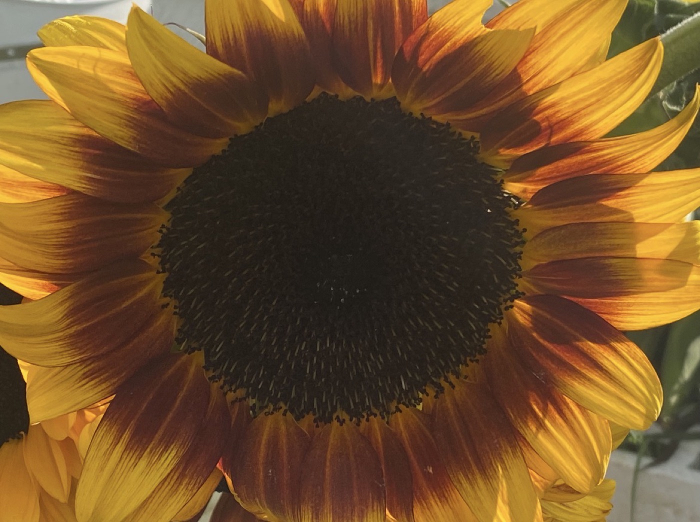 Golden and rust-colored sunflower in bloom at Liticia's farm